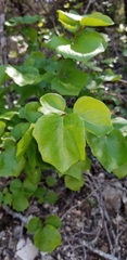 Styrax platanifolius