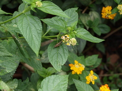 Orphulella concinnula