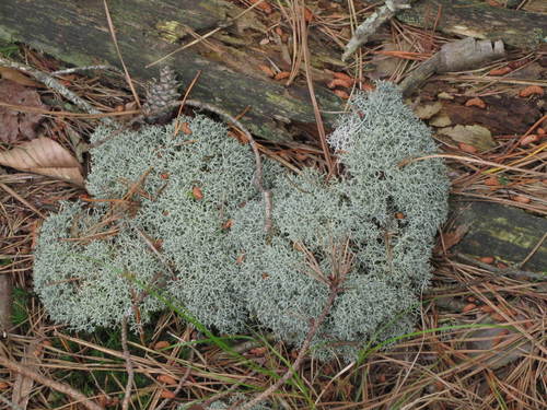 Green Reindeer Lichen
