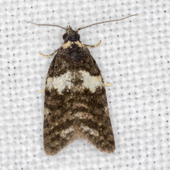 Dichelia cosmopis