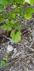 Styrax platanifolius