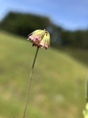 Trifolium bifidum