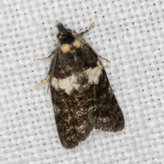 Dichelia cosmopis