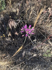 Allium peninsulare