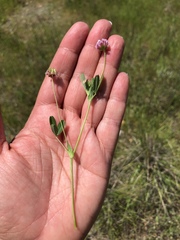 Trifolium bifidum
