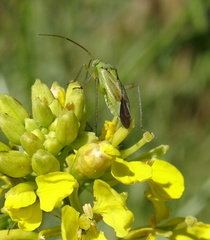 Miridae
