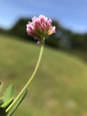Trifolium bifidum