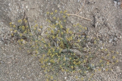 Eriogonum pusillum