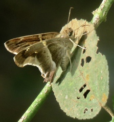 Aguna metophis