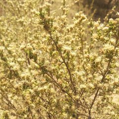 Baccharis pteronioides