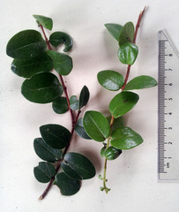 Metrosideros carminea