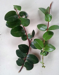 Metrosideros carminea