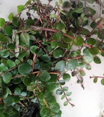 Metrosideros carminea