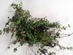 Metrosideros carminea