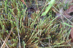 Selaginella corallina