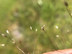 Aira elegans