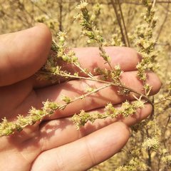 Baccharis pteronioides