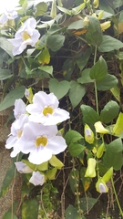 Thunbergia laurifolia