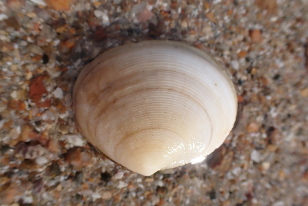 Arcopagia crassa