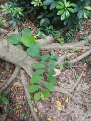 Bridelia tomentosa