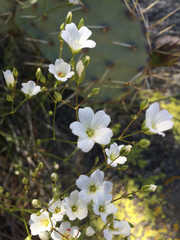 Eremogone macradenia