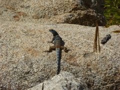 Petrosaurus thalassinus