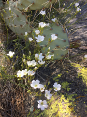 Eremogone macradenia