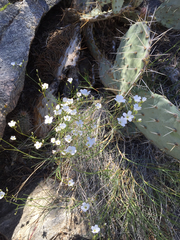 Eremogone macradenia