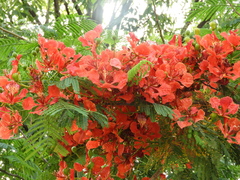 Delonix regia