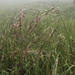 Purple Needlegrass - Photo (c) marckelley, some rights reserved (CC BY-NC)