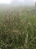 Purple Needlegrass - Photo (c) marckelley, some rights reserved (CC BY-NC)