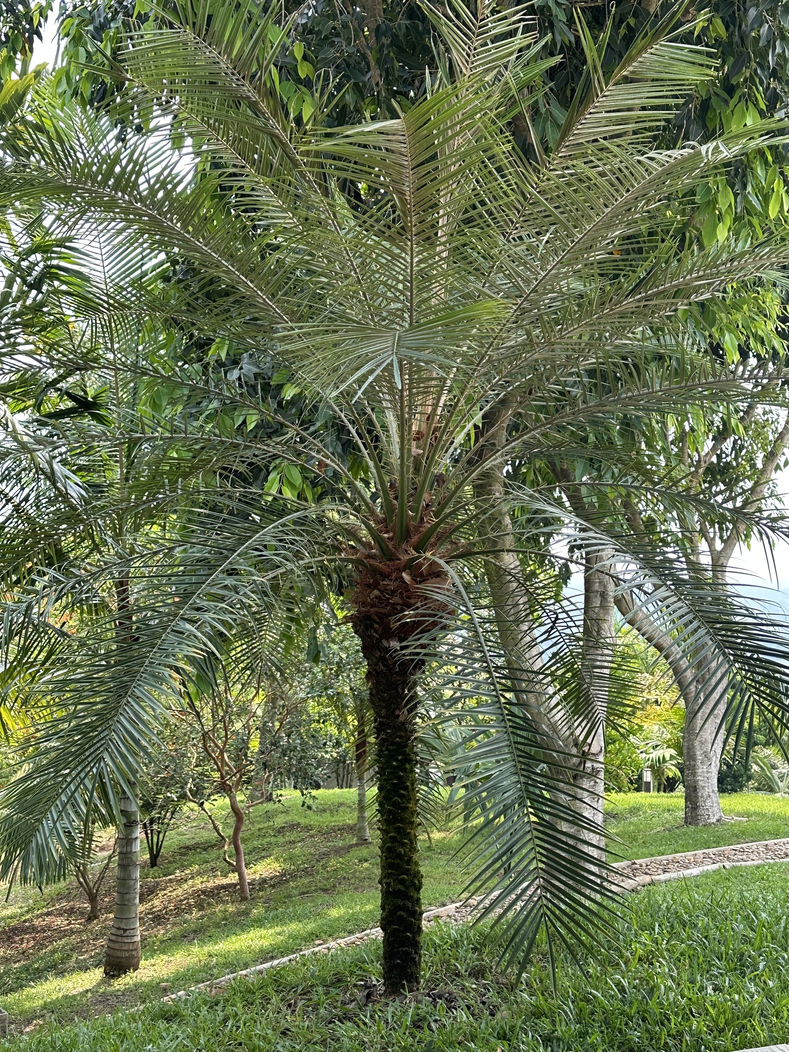 Imagem de Palmeira-dama