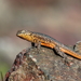 Northern Side-blotched Lizard - Photo (c) Creed Clayton, some rights reserved (CC BY-NC-ND), uploaded by Creed Clayton