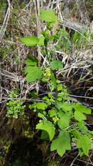 Ribes americanum