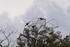 Ramphastos sulfuratus image