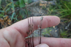Bulbostylis capillaris