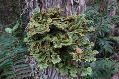Yarrumia colensoi