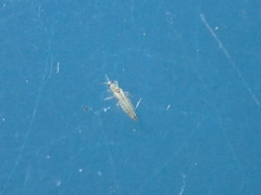 Neohydatothrips