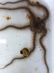 Ophiothrix