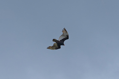 Cathartes aura image