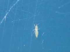 Neohydatothrips