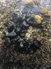 Codium convolutum