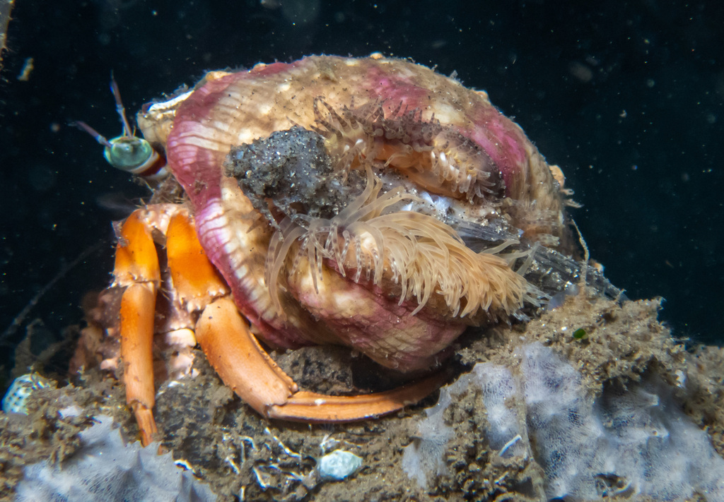 Anemone hermit crab
