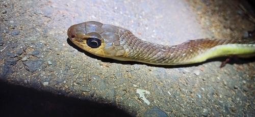 Javan Rat Snake