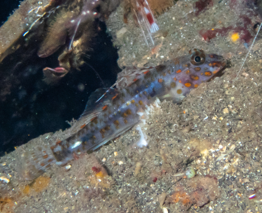 Blotched Goby