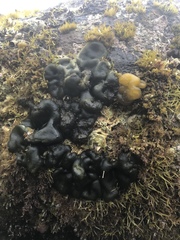 Codium convolutum