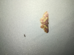Lophosis labeculata