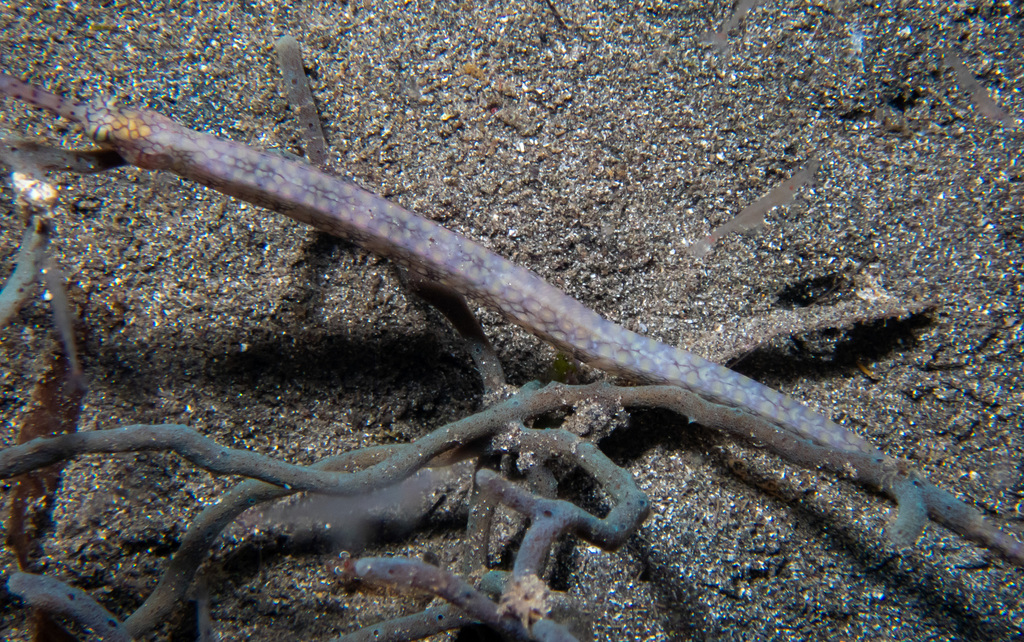 Banded pipefish