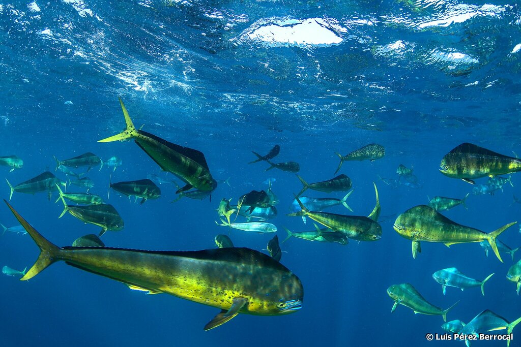Goudmakreel (Coryphaena hippurus) — Coryphaenidae
