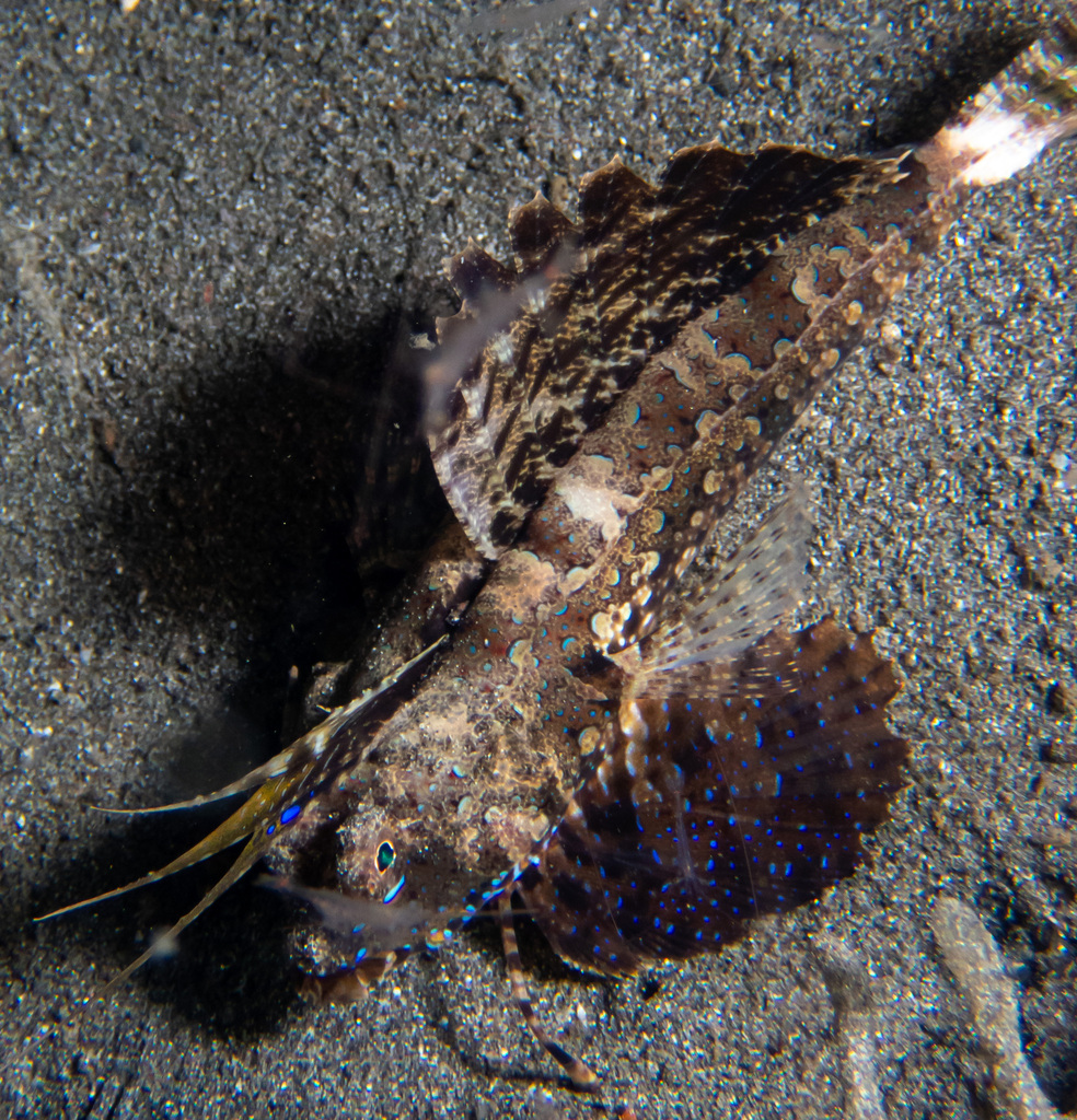 Finger Dragonet